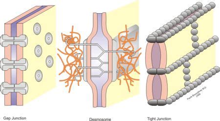 Tight Junctions Desmosomes Gap Junctions