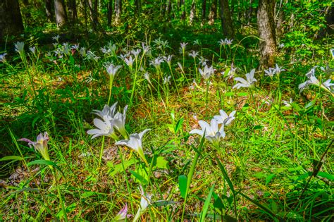 The Annual Wild Lilies Photography By Dan Wray