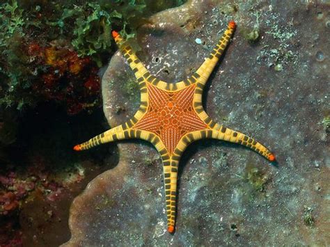 10 Stunningly Beautiful And Rare Starfish In The World Listamaze