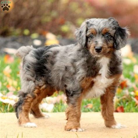 Adorable miniature goldendoodles our goal is to provide you with a happy and healthy dog of a lifetime. Miniature Aussiedoodle Puppies For Sale | Greenfield Puppies