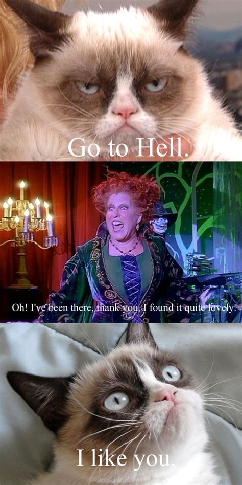 Grumpy Cat Quotes Funny Grumpy Cat Memes Cat Jokes Funny Relatable