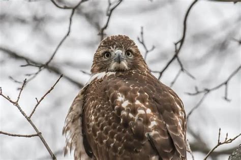 8 Types Of Hawks In New York With Pictures Bird Feeder Hub