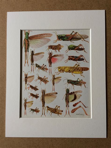1968 Colourful Vintage Insect Print Locust Varieties Available