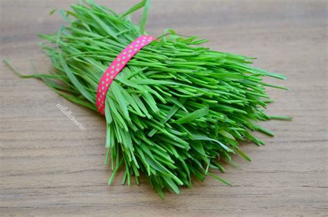 7 Dangerous Side Effects Of Wheatgrass You Should Be Aware Off