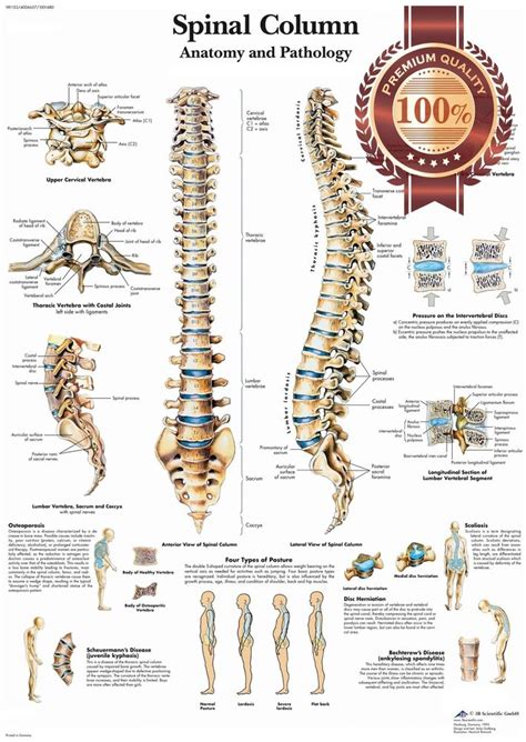 Find & download free graphic resources for anatomy. NEW ANATOMICAL SPINAL COLUMN DIAGRAM CHART SPINE ANATOMY PRINT - PREMIUM POSTER | eBay