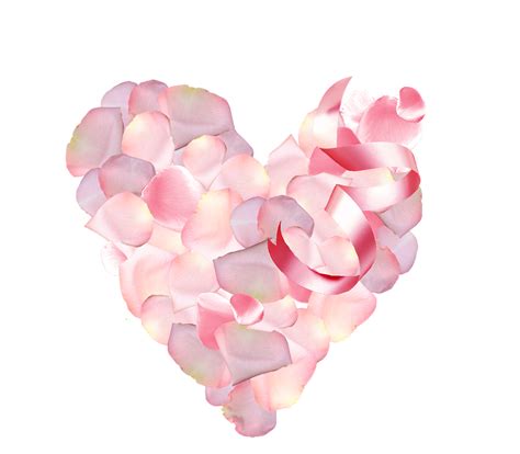 St Valentin Petals Pink Rose Free Image On Pixabay