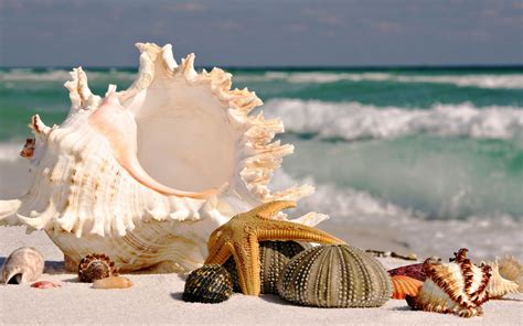 Seashell Wallpapers 4k Hd Seashell Backgrounds On Wallpaperbat