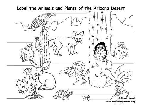 We hope this pictures will give you some good ideas for your project, you can see another items of this gallery. Arizona Habitats, Mammals, Birds, Amphibians, Reptiles