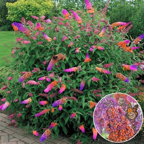 Butterfly Bush Flower Power In 17cm Pot Healthy Etsy Butterfly