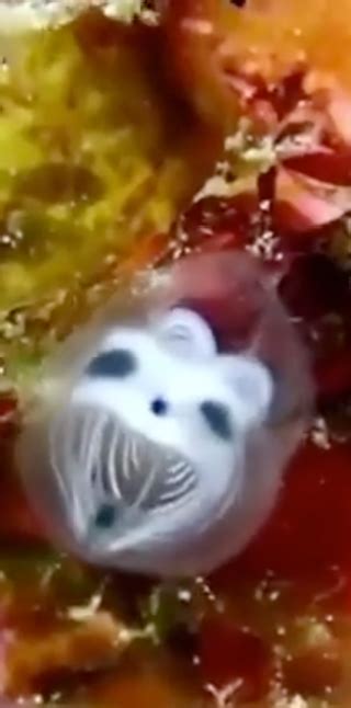 These Skeleton Panda Sea Squirts May Just Be The Coolest Thing On The