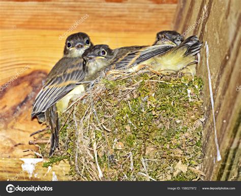 Baby Birds In Moss Nest — Stock Photo © Noonie 158027972