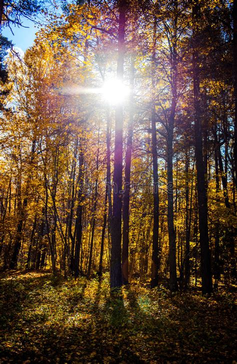 Picturesque Forest Illuminated By The Sun Stock Image Image Of
