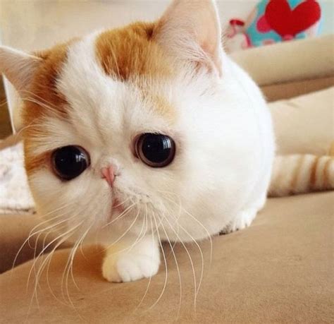 Meet The Cutest Cat Ever Snoopy The Cat