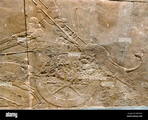 Assyrian Wall Relief Depicting The Royal Lion Hunt Assyrian About
