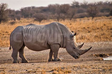 White Rhinoceros Khama Rhino Sanctuary Botswana Stock Image Colourbox