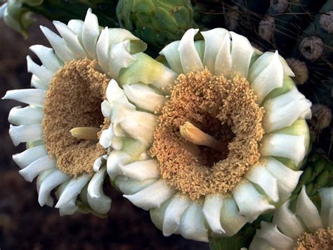 In Photos Beautiful Cactus Flowers Signal Spring Is Here Live Science