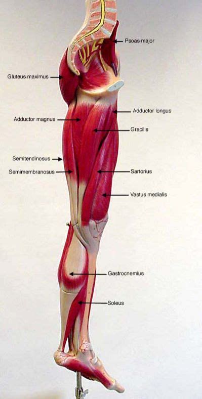 Extensor tendons are in the hands and feet. labeled muscles of lower leg - Yahoo Search Results | Muscle anatomy, Leg muscles anatomy, Human ...