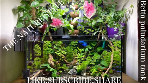 Paludarium Style Aquariumbetta Fish Tank With Live Plants Youtube
