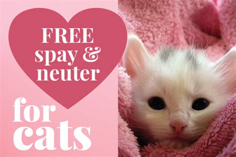 Not only procedure but also neutering requires no hospital stay whereas after spaying till the stitches heal the cat should be kept. Where To Spay A Cat For Free