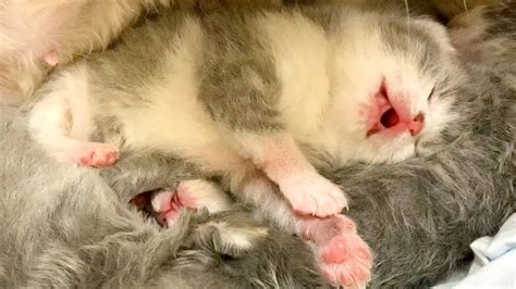How Newborn Kittens Sleep Cute Video 8 Days After Birth Youtube