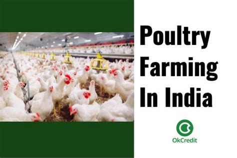 How To Start Poultry Farming In India Follow These 6 Easy Steps