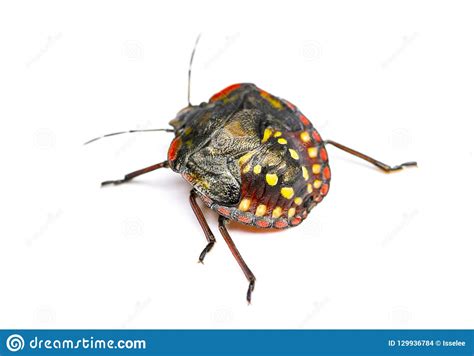 Southern Green Stink Bug Nezara Viridula Stock Photo Image Of People