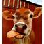 Photo By Vicky Treleaven  Cows Funny Cow Pictures