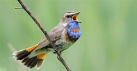 Nightingale Bird Facts | AZ Animals