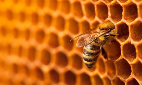What Is Honeycomb And How Do Bees Build Them