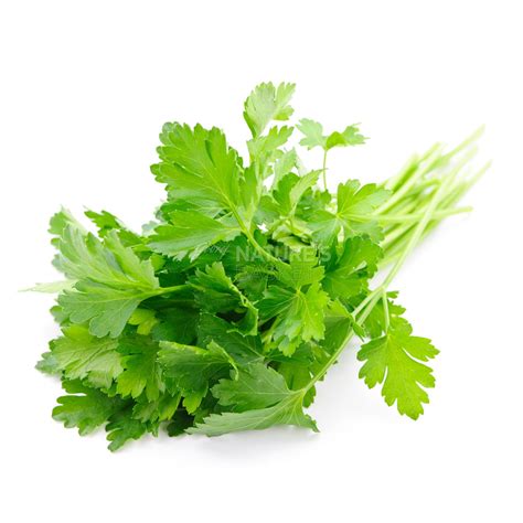 Parsley Flat Buy Exotic Parsley Flat Online Of Best Quality In India Godrej Natures Basket