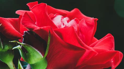 Download Wallpaper 3840x2160 Rose Red Flower Buds Macro 4k Uhd 169 Hd Background