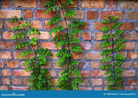 915 Brick Wall Climbing Plants Photos Free And Royalty Free Stock