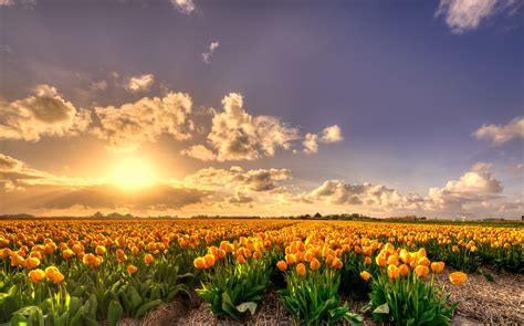 Yellow Tulip Flowers Field At Sunset Hd Wallpaper Wallpaper Flare