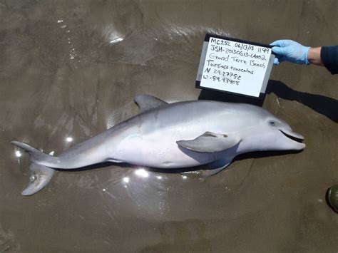 Are Dolphins Endangered Find Out The Devastating Truth