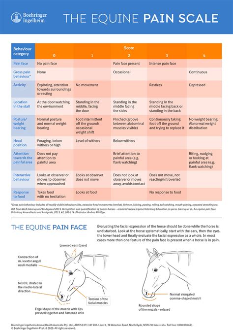 The Equine Pain Scale Southwest Equine Veterinary Group
