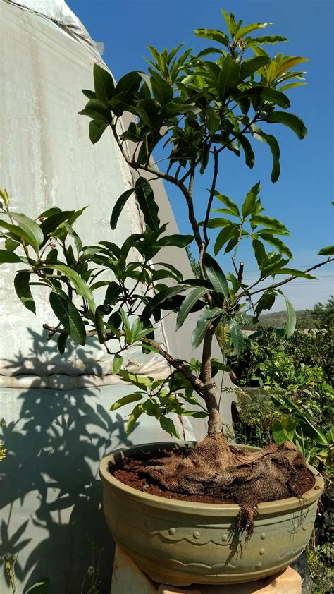 15 How To Bonsai Mango Tree Tips Hobby Plan