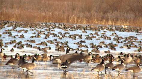 More than 85 percent of the land in iowa is dedicated to agricultural use, divided up among more than 86,500. Waterfowl at Port Louisa National Wildlife Refuge - YouTube