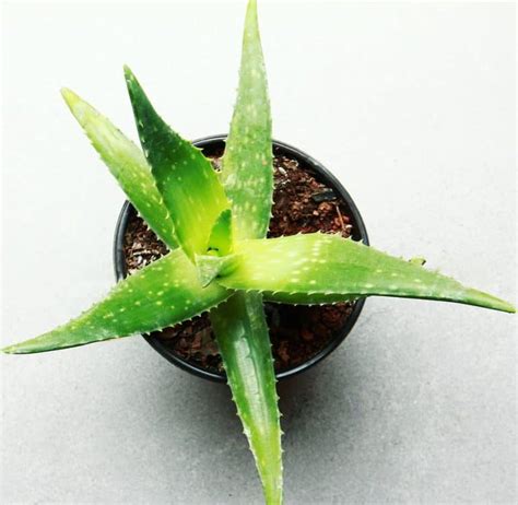Aloe Vera Plant Leaves Bending 6 Causes Solutions And More