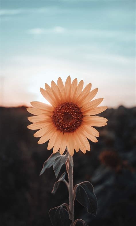 Sunflower Detail Hd Photo By Claudius Virciu Clautography On