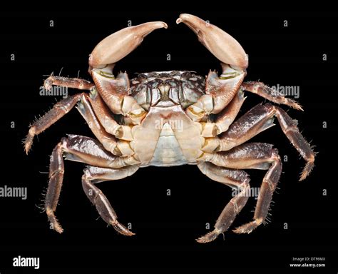 Pachygrapsus Marmoratus Marbled Rock Crab Stock Photo Alamy