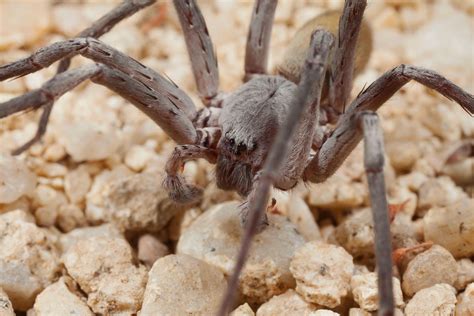 giant african cave spider