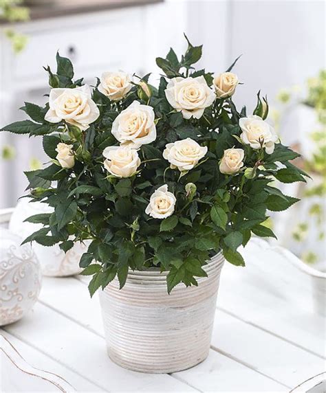 Parade® Freja™ Miniature Rose Bush Fragrant New For 2021 25 Pot