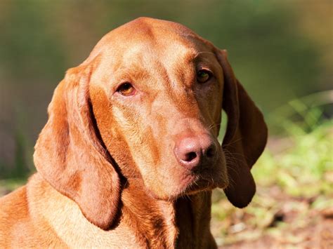 Magyar Vizsla ☀️ Rasseportrait Wesen Charakter Züchter