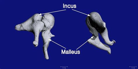 Three Dimensional Volume Reconstruction Of The Malleus And Incus Bones