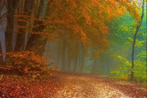 Wallpaper 1991x1325 Px Fall Forest Landscape Leaves Mist Nature