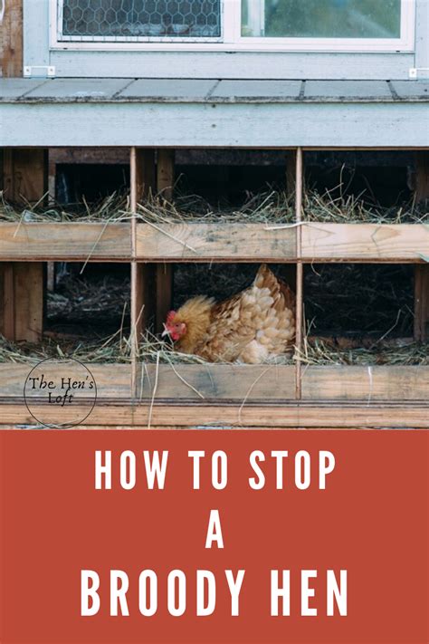 how to stop a hen from being broody 6 tips to break the cycle the hen s loft chickens