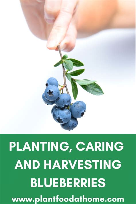 How To Grow Blueberries Planting Caring And Harvesting In 2021