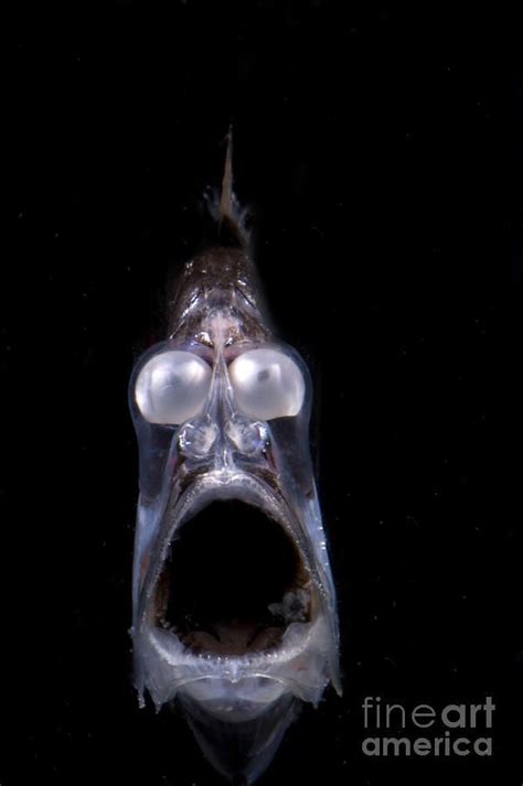 Deep Sea Hatchetfish In 2020 Deep Sea Creatures Weird Creatures