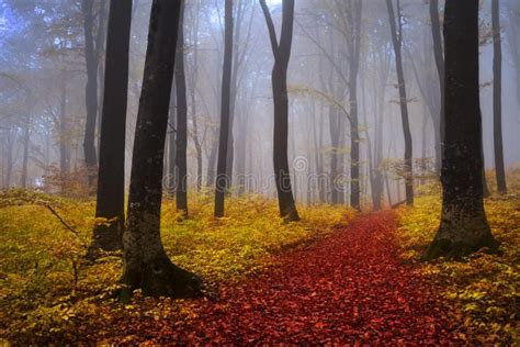 Foggy Mystic Forest During Fall Stock Image Image Of Shine Sunrise