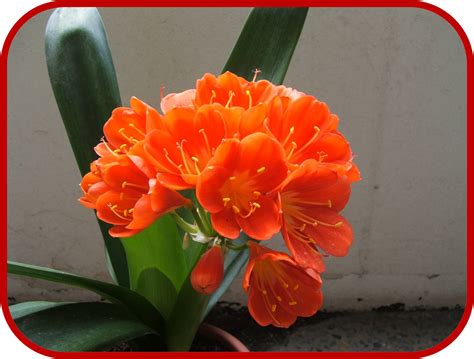 Come coltivare una pianta con fiori arancioni. Clivia: Consigli, Coltivazione e Cura